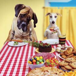 “狗狗吃饭后，运动小贴士，保持活力！”