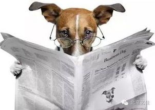 狗狗发烧怎么办？宠物急救常识