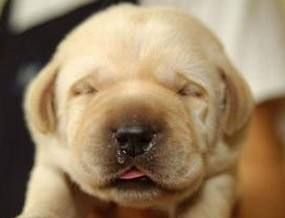 狗狗发烧怎么办？宠物急救常识