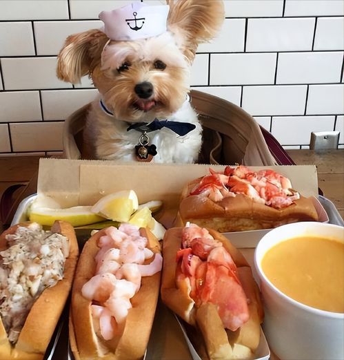 宠物最爱美食排行榜前十！