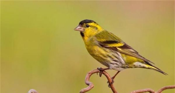 以黄雀鸟笼能养什么鸟？（探索黄雀鸟笼的适用鸟类种类及养殖要点）
