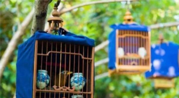 以黄雀鸟笼能养什么鸟？（探索黄雀鸟笼的适用鸟类种类及养殖要点）