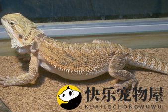 鬃狮蜥蜴咬人吗 蜥蜴很少咬人的