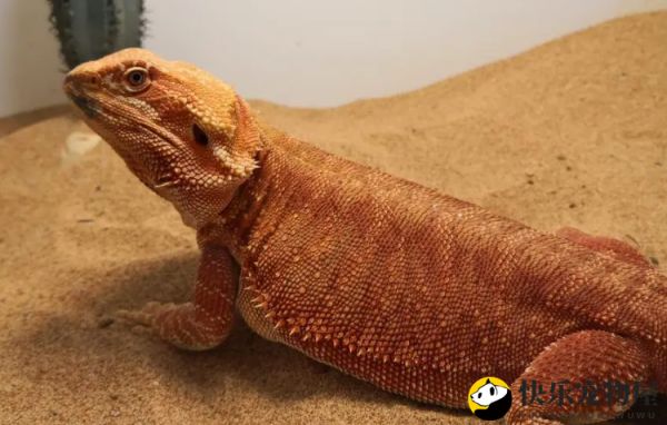 鬃狮蜥蜴咬人吗 蜥蜴很少咬人的