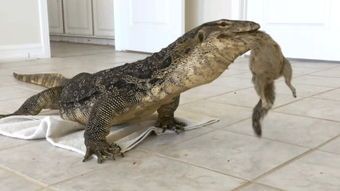 宠物巨蜥价格排行，哪款最贵？揭秘高端市场！