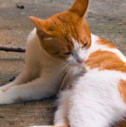 怎么给宠物狗买猫粮便宜