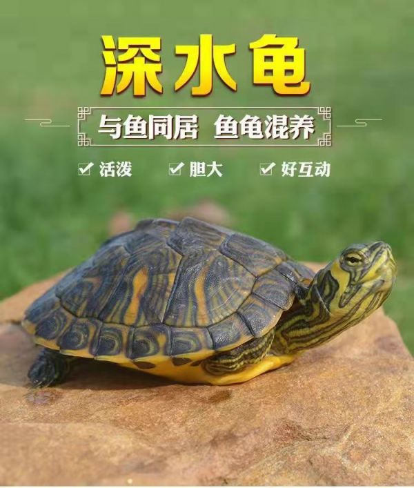 ajaj深水乌龟黄耳龟鱼缸混养小乌龟活物稀有纯种吃粪龟冷水观赏宠物龟