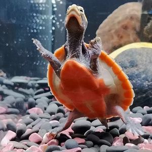 深水龟圆澳侧颈龟宠物龟乌龟活体观赏龟鱼缸混养清洁龟吃鱼便包邮