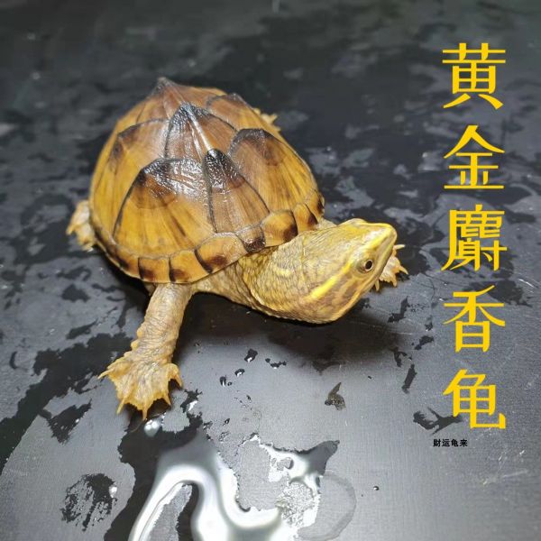 麝香龟深水龟鱼缸混养迷你宠物龟观赏龟蛋龟剃刀龟水产活物小乌龟