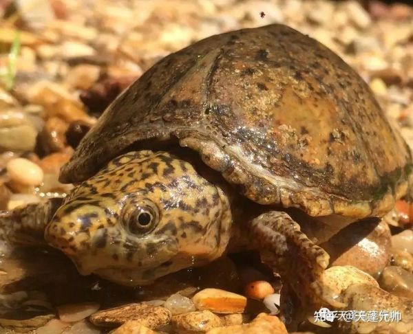 深水小老虎-虎纹麝香龟