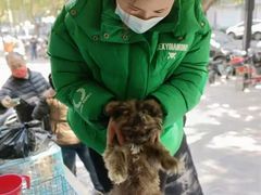 上海静安区宠物流浪狗流浪猫小动物救助领养收容收养中心站