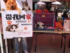 上海闵行区宠物流浪狗流浪猫小动物救助领养收容收养中心站