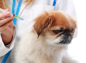 宠物狗幼犬防疫针怎么打