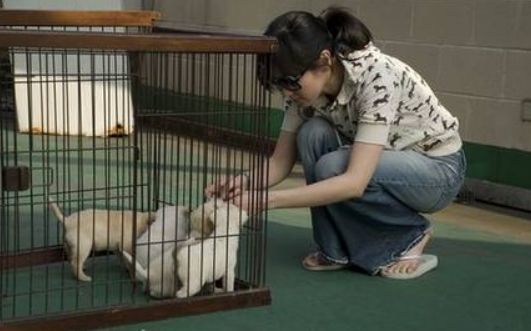 宠物医院春季预防活动来啦!萌动春天,户外更安心