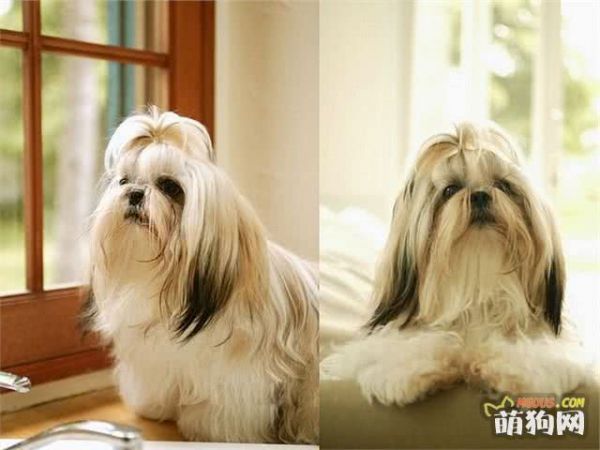 小狗出生后应及时驱虫防疫