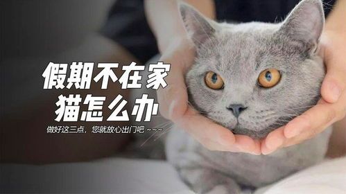 假期宠物猫怎么办