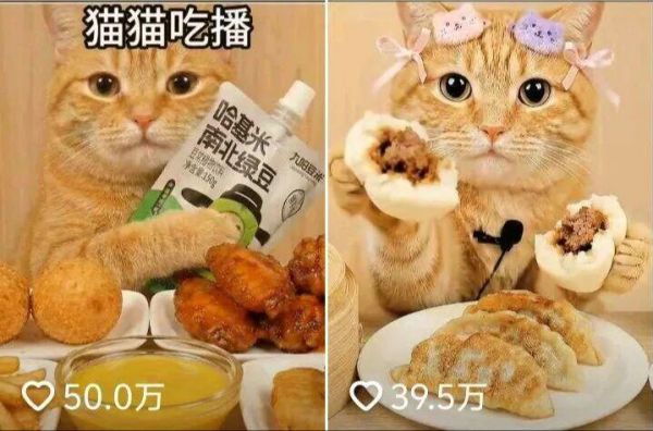 如何制作最近爆火的橘猫AI视频？手把手教你用AI做宠物视频