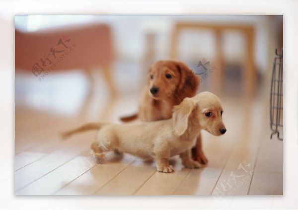 狗狗图片宠物狗