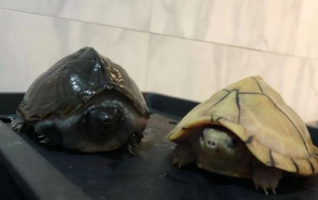 剃刀龟：非国家二级保护动物的养殖现状