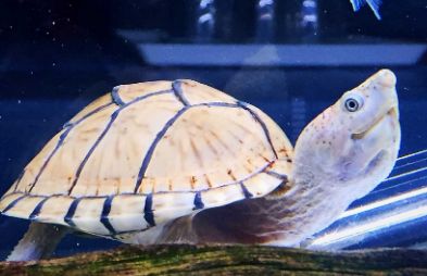 剃刀龟：非国家二级保护动物的养殖现状