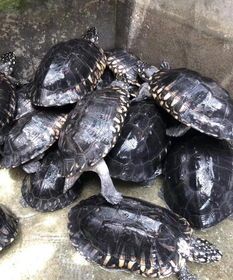 斑点池龟是蛋龟吗，怎么挑选