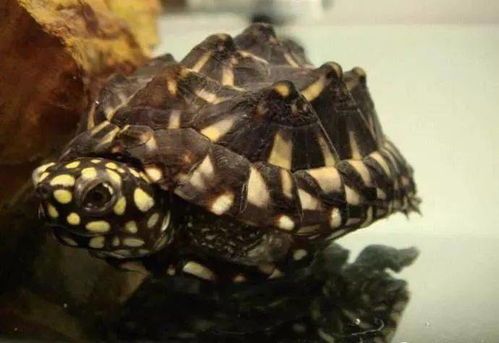 斑点池龟是保护动物吗