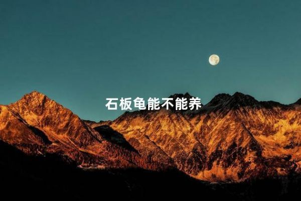 石板龟能不能养