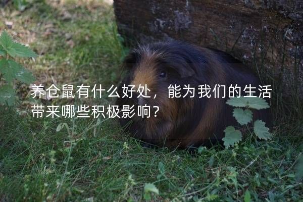 养仓鼠有什么好处,能为我们的生活带来哪些积极影响?