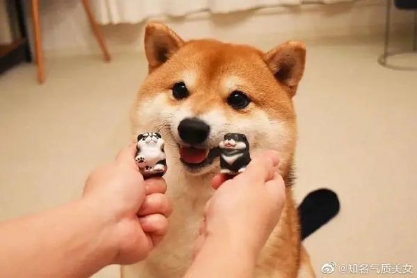 宠物购物平台 养宠物app