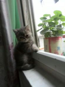 猫咪生骨肉食谱，三个月幼猫能吃哪些？