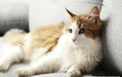 猫咪生骨肉食谱，三个月幼猫能吃哪些？