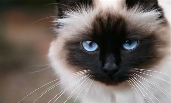 伯曼猫的独特魅力与饲养指南：从小黑脸到长寿秘诀