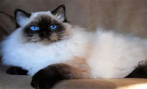 伯曼猫的独特魅力与饲养指南：从小黑脸到长寿秘诀