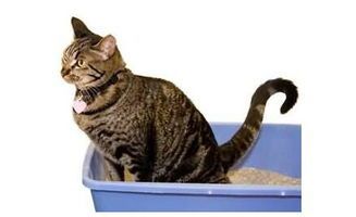 猫咪健康排便秘诀