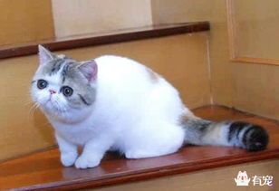 猫咪健康排便秘诀