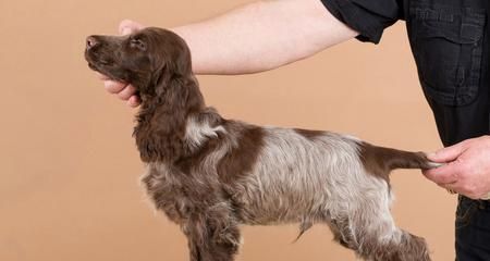 英国可卡犬的饲养方法（从幼犬到成犬，如何做到养护有方？）