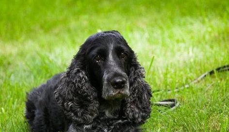 英国可卡犬的饲养方法（从幼犬到成犬，如何做到养护有方？）