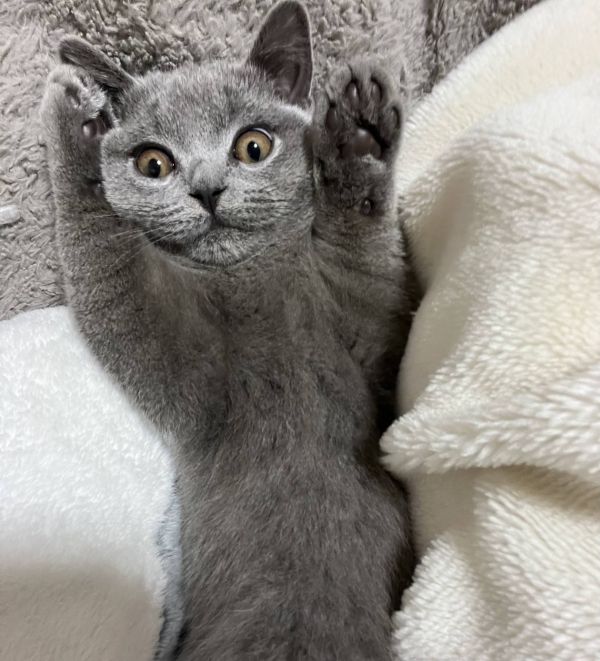 英國短毛貓,英短,英短價格,英短藍貓,英短价格,英国短毛猫藍貓,英國短毛藍貓,英國短毛貓藍貓,英國短毛貓價錢,英国短毛猫價錢,英短貓,