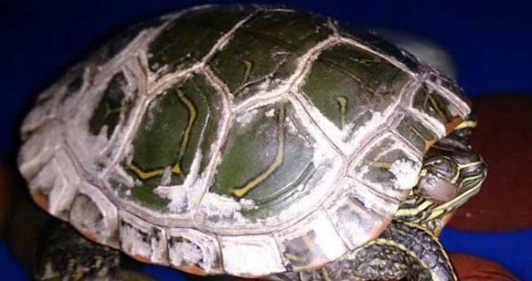 马来闭壳龟的饲养方法（健康饲养马来闭壳龟的秘诀）