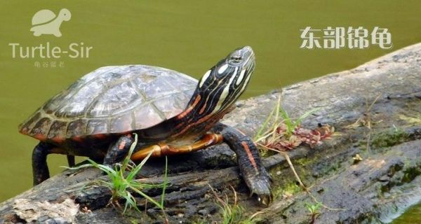 马来闭壳龟的饲养方法（健康饲养马来闭壳龟的秘诀）