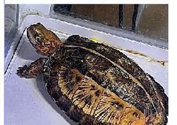 马来闭壳龟的饲养方法（健康饲养马来闭壳龟的秘诀）