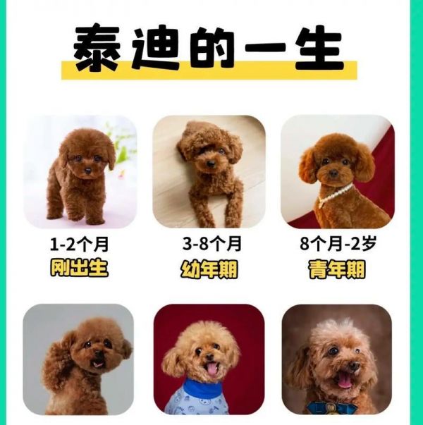 养好“泰迪”犬的秘诀（打造听话可爱的宠物伙伴，让泰迪成为你的好朋友）