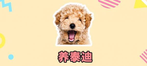 养好“泰迪”犬的秘诀（打造听话可爱的宠物伙伴，让泰迪成为你的好朋友）