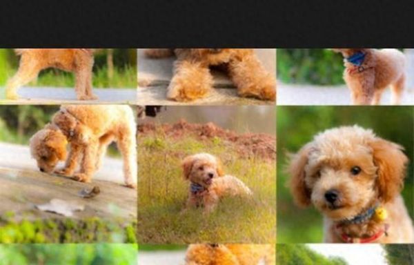 养好“泰迪”犬的秘诀（打造听话可爱的宠物伙伴，让泰迪成为你的好朋友）