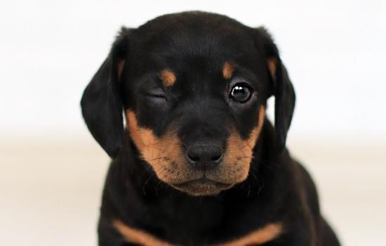 小狗喝羊奶粉拉稀正常吗-图1