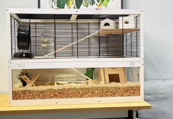 新手入门必看!为什么飞宝Ferplast是仓鼠笼子最佳选择?