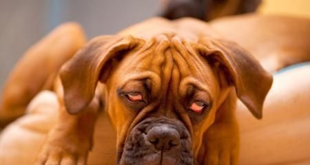 为什么狗狗玩一会就会累了？（探究狗狗运动疲劳的原因及解决方法）