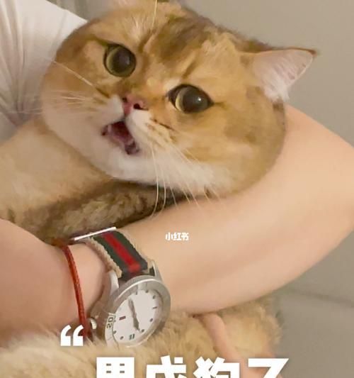 为什么狗狗玩一会就会累了？（探究狗狗运动疲劳的原因及解决方法）