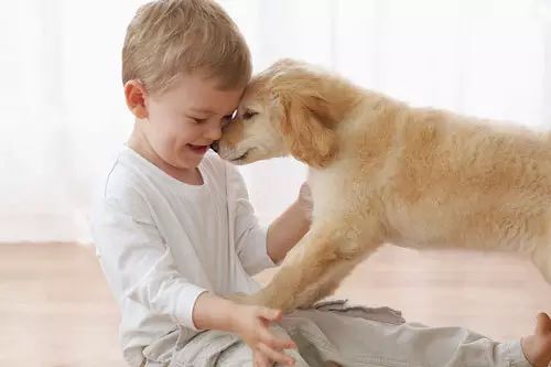 农村散养马犬指南：安全与乐趣并存的宠物养殖新选择！