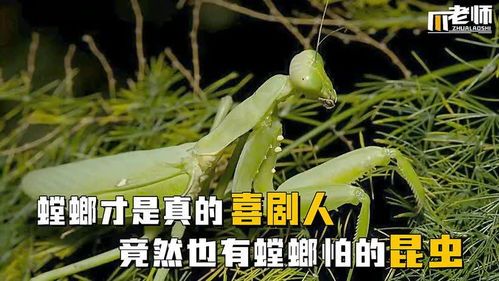 宠物螳螂养护指南？初养者必看的螳螂饲养技巧